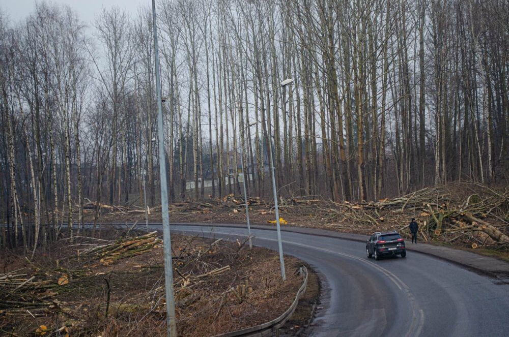 Trwa wycinka drzew w dzielnicy Ruda pod trasę N-S/fot. Magdalena Faber
