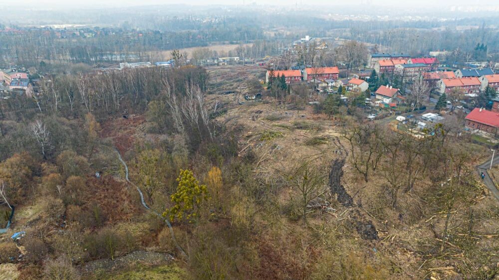 Trwa wycinka drzew w dzielnicy Ruda pod trasę N-S/fot. DronRuda Krzysztof Faber