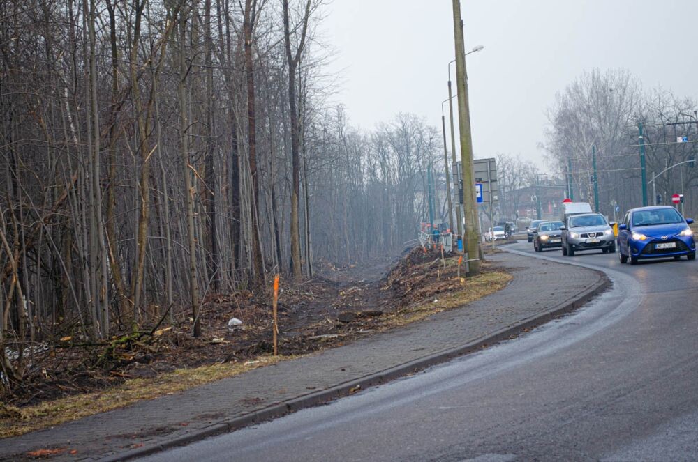 Wycinka drzew na Chebziu/fot. Magdalena Faber