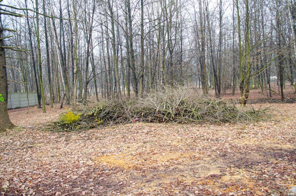 Wycinka drzew na Chebziu/fot. Magdalena Faber