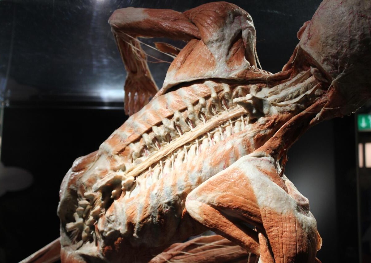 Wystawa BODY WORLDS powraca do Katowic z nową ekspozycją!