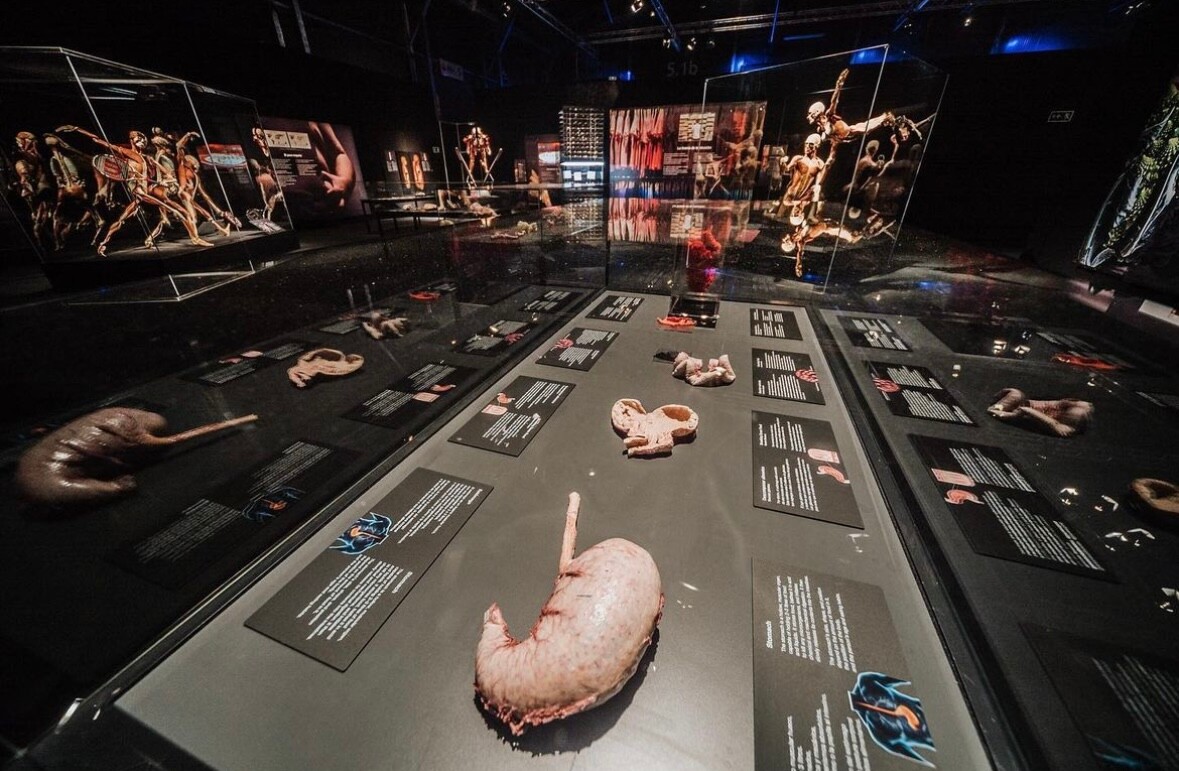 Wystawa BODY WORLDS powraca do Katowic z nową ekspozycją!