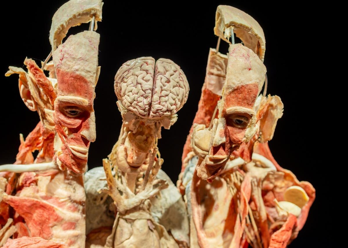 BODY WORLDS - najliczniej odwiedzana wystawa świata po 6 latach powraca do Katowic! Nową odsłonę tej niezwykłej wystawy autorstwa dr. Gunthera von Hagensa będzie można oglądać tylko przez 3 miesiące, od 1 września do 3 grudnia 2023 r., w Galerii SZYB WILSON (ul. Oswobodzenia 1).