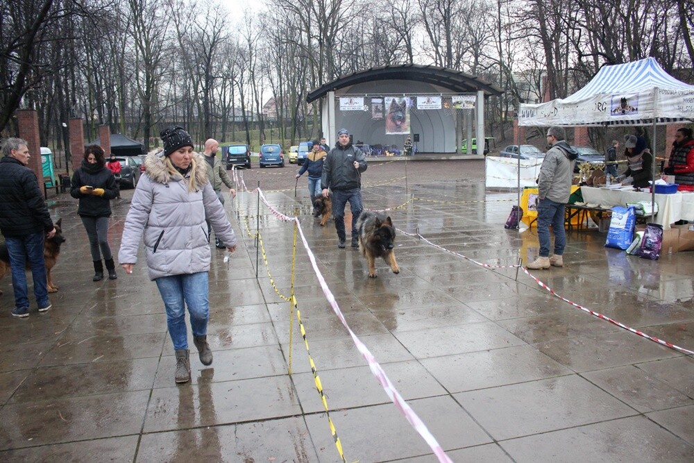 W niedzielę w parku miejskim im. Augustyna Kozioła w Rudzie odbyła się II wystawa owczarków niemieckich. Wzięło w niej udział około 100 czworonogów z całej Polski! Wystawa miała charakter charytatywny. Podczas wydarzenia zebrano prezenty dla podopiecznych Caritasu.