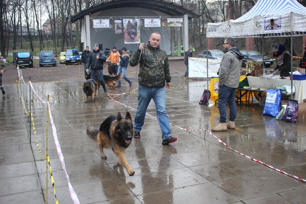W niedzielę w parku miejskim im. Augustyna Kozioła w Rudzie odbyła się II wystawa owczarków niemieckich. Wzięło w niej udział około 100 czworonogów z całej Polski! Wystawa miała charakter charytatywny. Podczas wydarzenia zebrano prezenty dla podopiecznych Caritasu.
