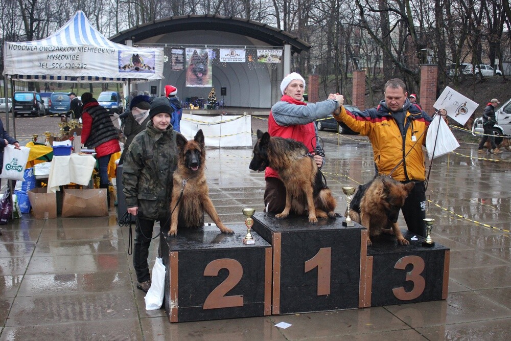 W niedzielę w parku miejskim im. Augustyna Kozioła w Rudzie odbyła się II wystawa owczarków niemieckich. Wzięło w niej udział około 100 czworonogów z całej Polski! Wystawa miała charakter charytatywny. Podczas wydarzenia zebrano prezenty dla podopiecznych Caritasu.