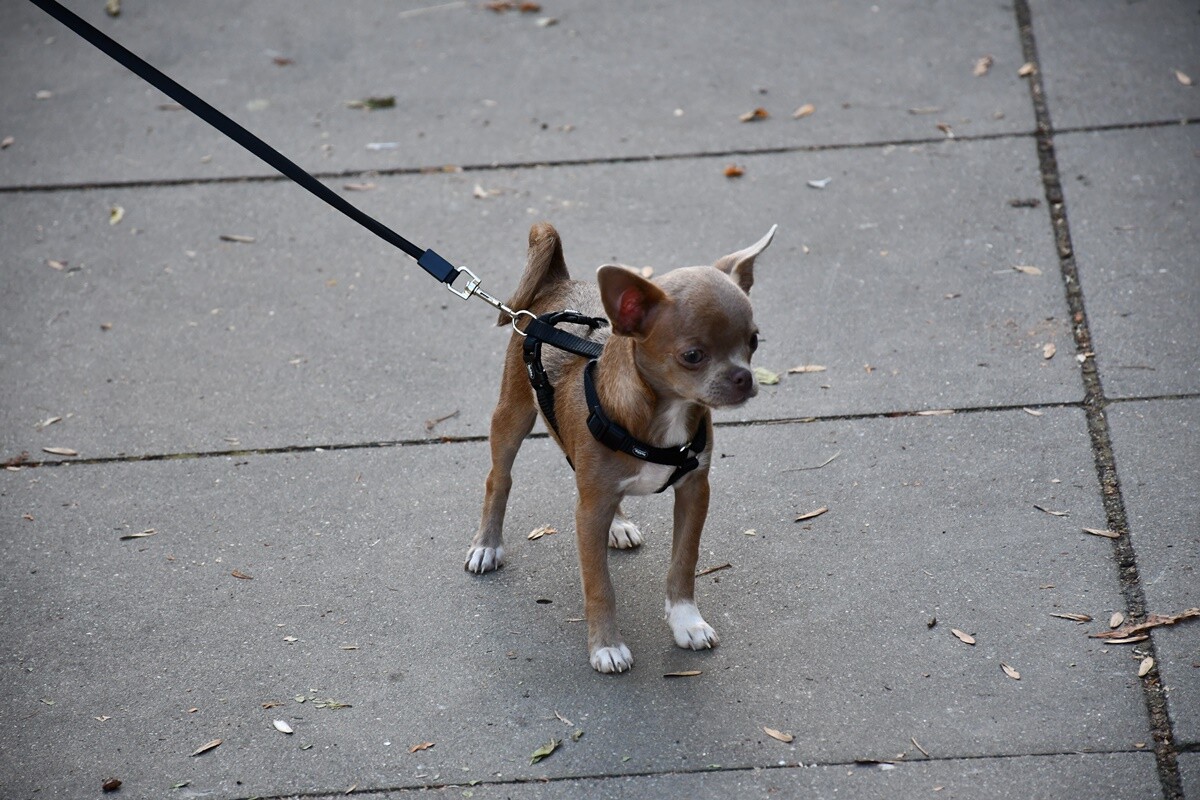 XXIV Festiwal Orkiestr Dętych w Rudzie Śląskiej za nami.