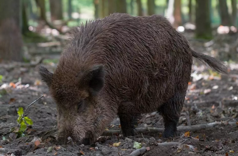 Zderzenie z dzikiem w Kochłowicach. Policjanci apelują o ostrożność!