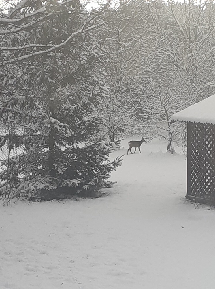 Śnieg zadomowił się u nas chyba na dobre. Zobaczcie, jak prezentuje się Ruda Śląska, przyozdobiona białym płaszczem. 

zdjęcia czytelników