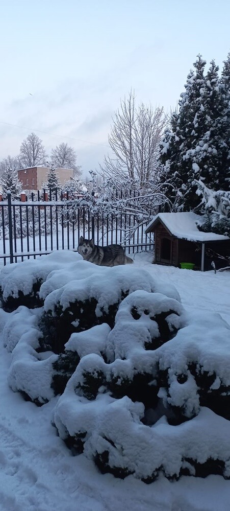 Śnieg zadomowił się u nas chyba na dobre. Zobaczcie, jak prezentuje się Ruda Śląska, przyozdobiona białym płaszczem. 

zdjęcia czytelników