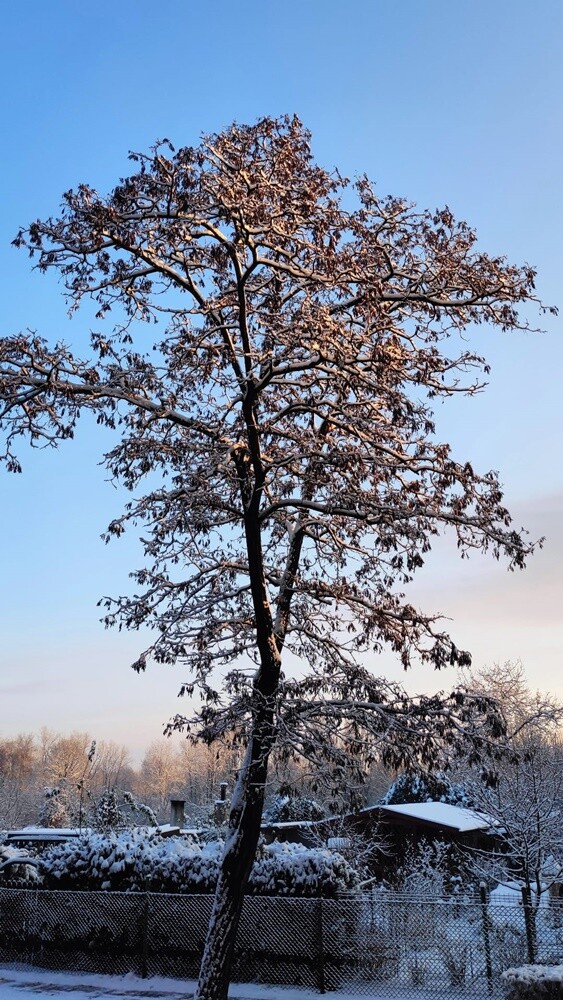 Śnieg zadomowił się u nas chyba na dobre. Zobaczcie, jak prezentuje się Ruda Śląska, przyozdobiona białym płaszczem. 

zdjęcia czytelników